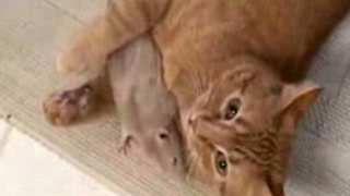 A Friendly Game Of Cat And Rat